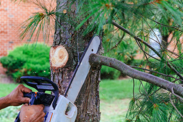 Professional Tree Care  in Downingtown, PA